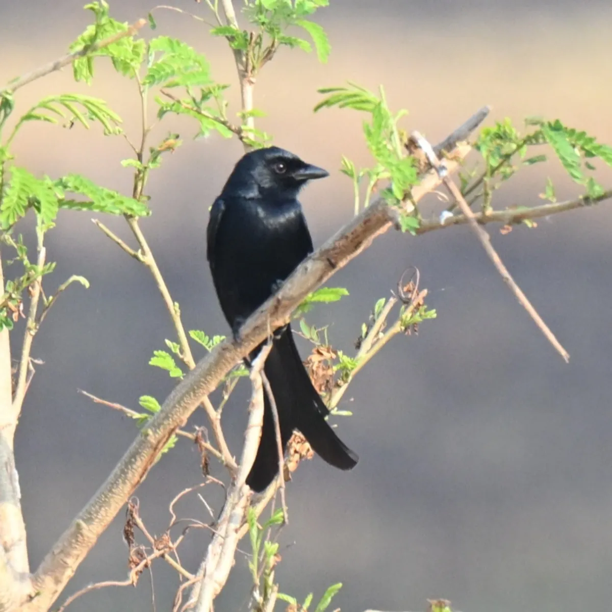 Gespotte Koningsdrongo