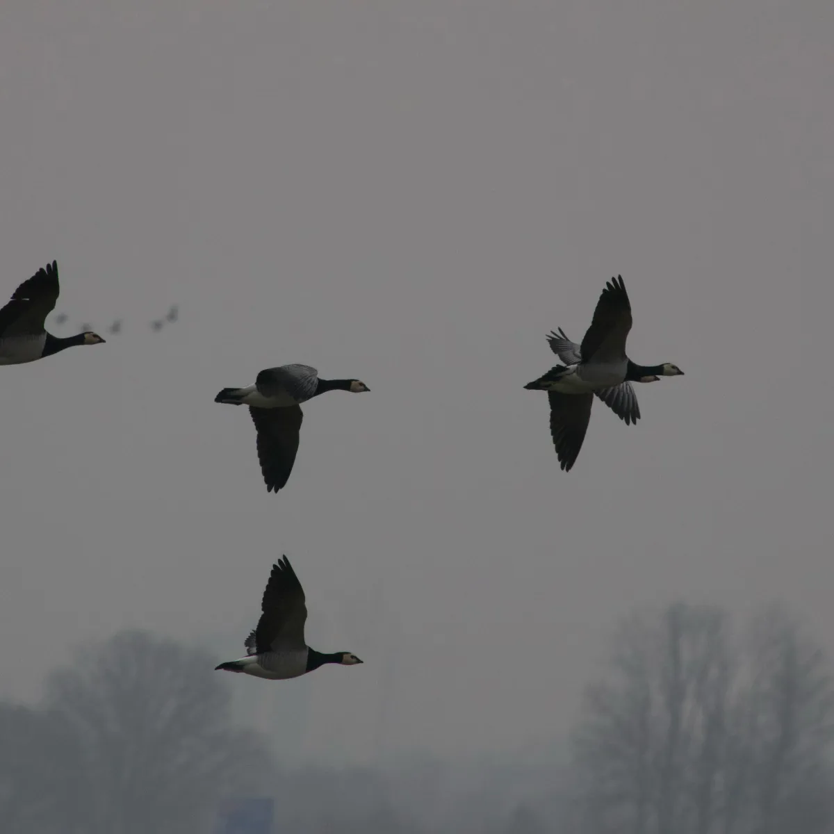 Spotted Barnacle Goose