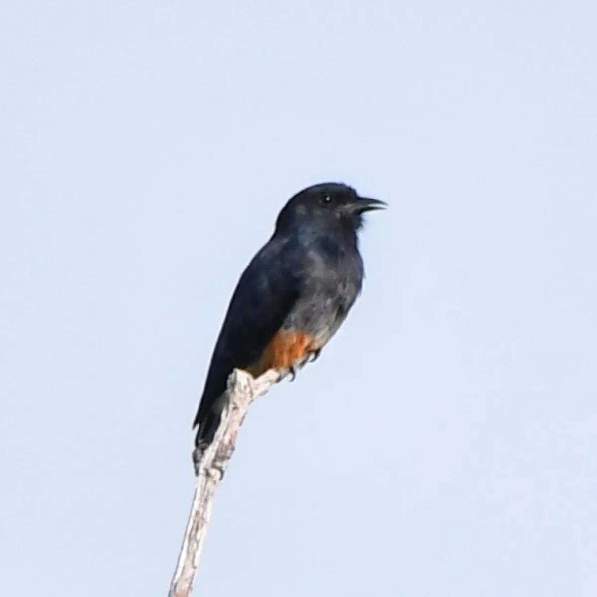 Spotted Swallow-winged Puffbird