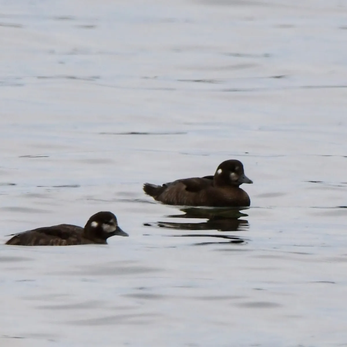 Gespotte Harlekijneend