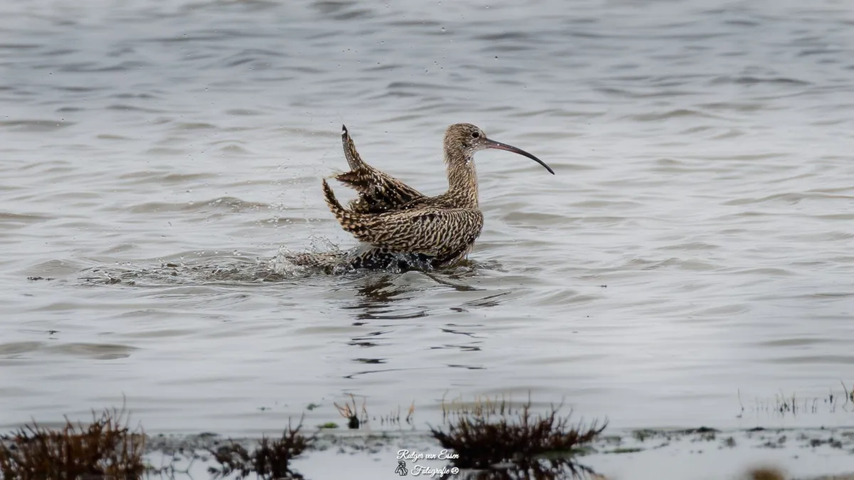 Spotted Eurasian Curlew