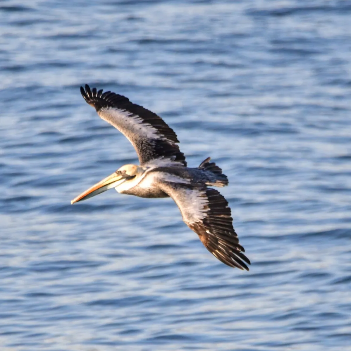 Spotted Peruvian Pelican