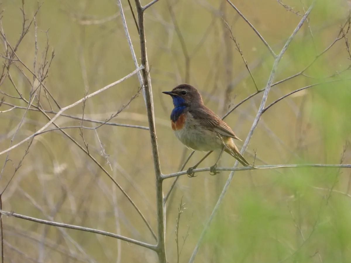 Waargenomen Blauwborst