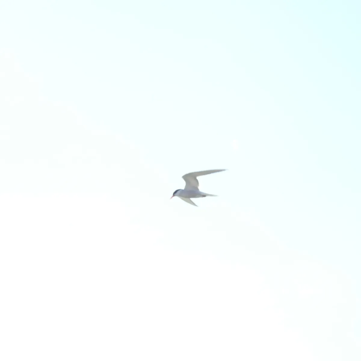 Spotted Common Tern