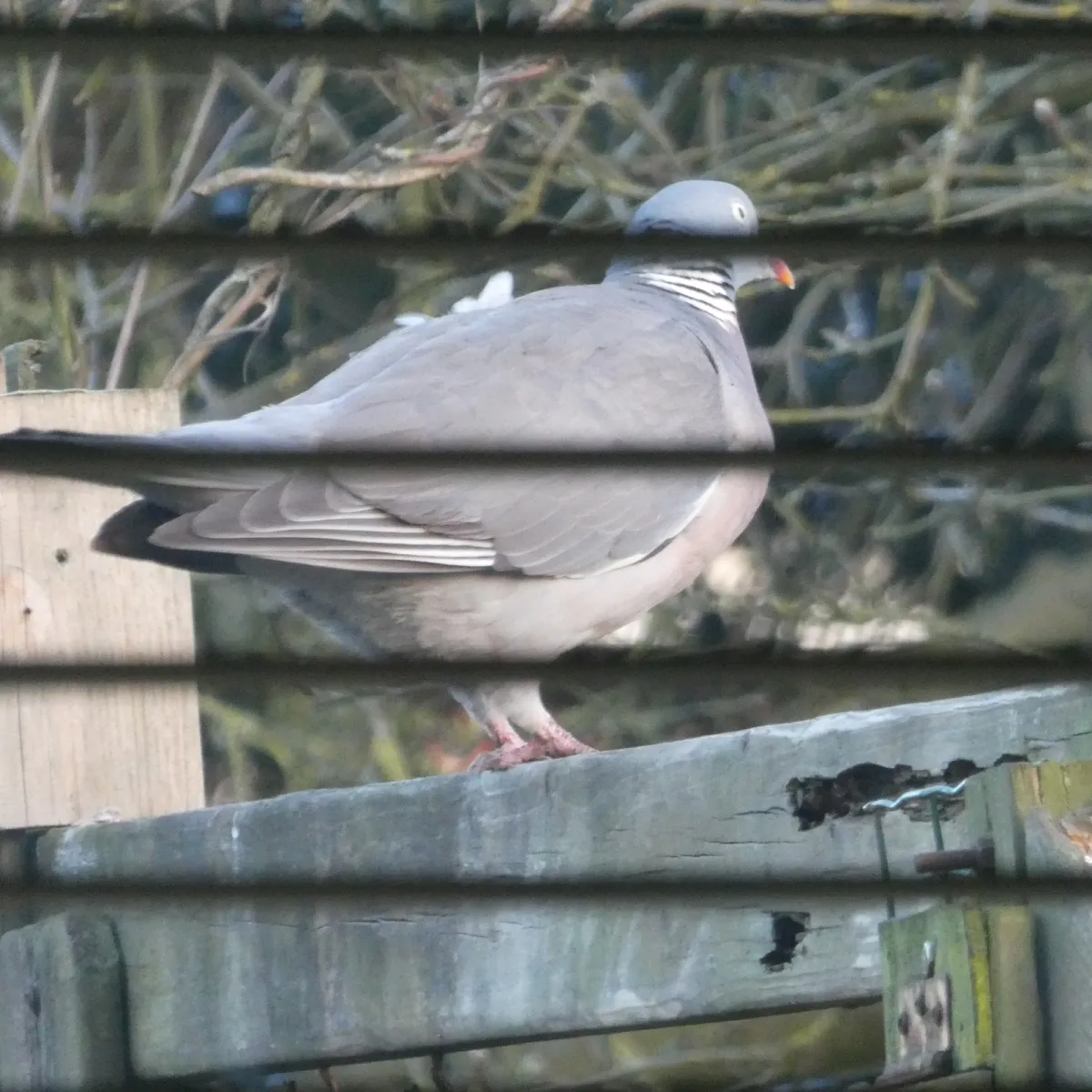 Spotted Common Wood-Pigeon