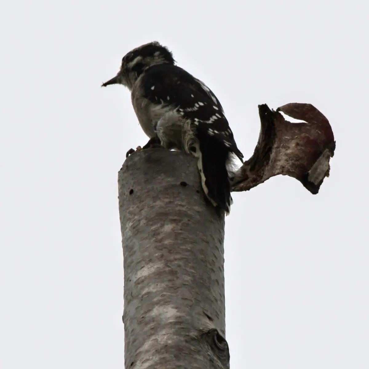 Gespotte Grijskapspecht