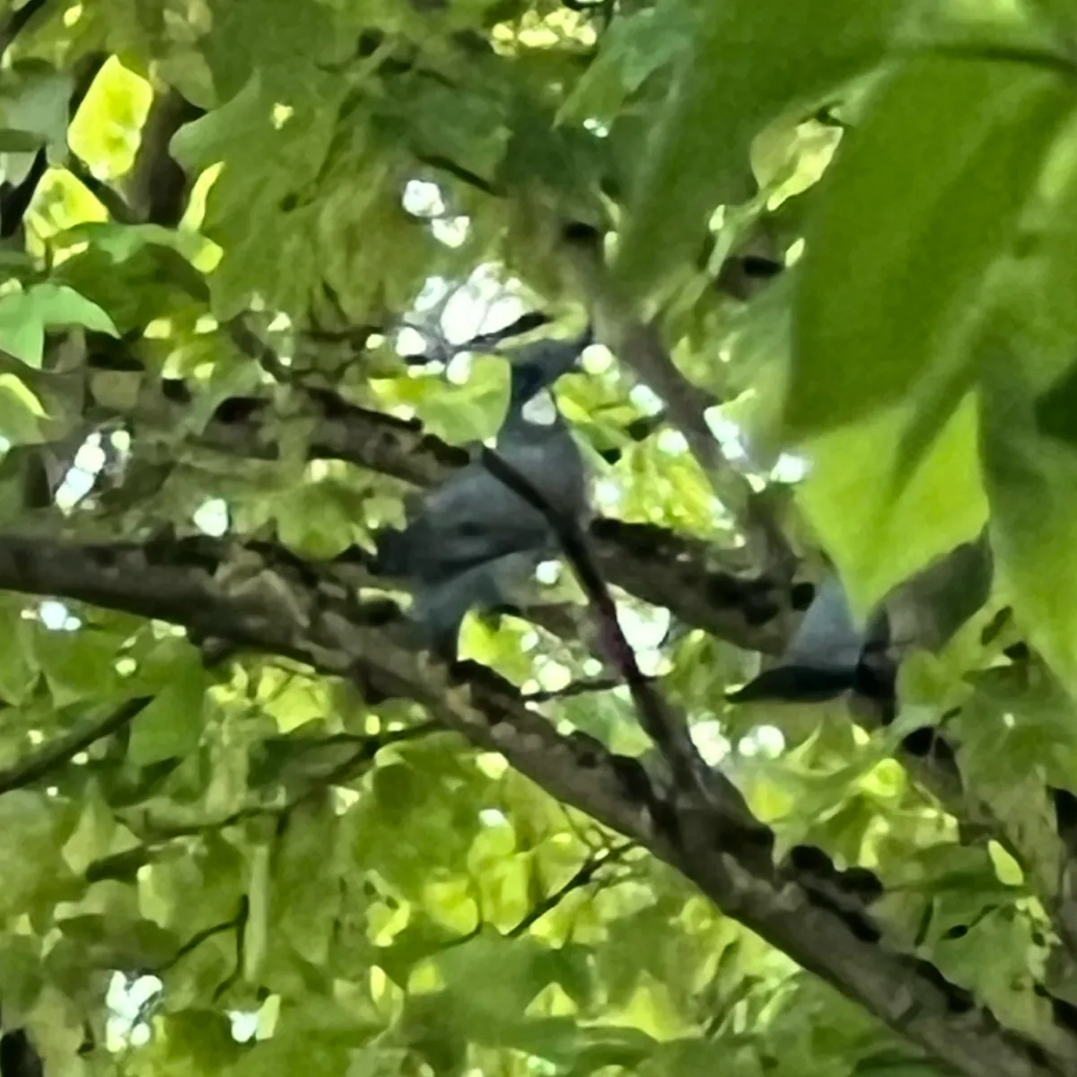 Spotted Common Wood-Pigeon