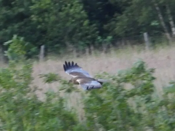 Spotted Western Marsh Harrier