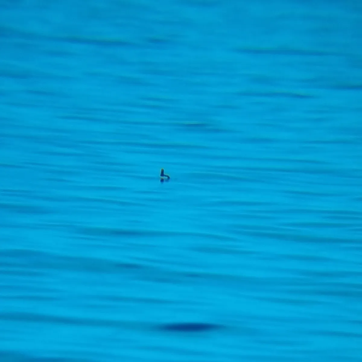 Spotted Common Murre