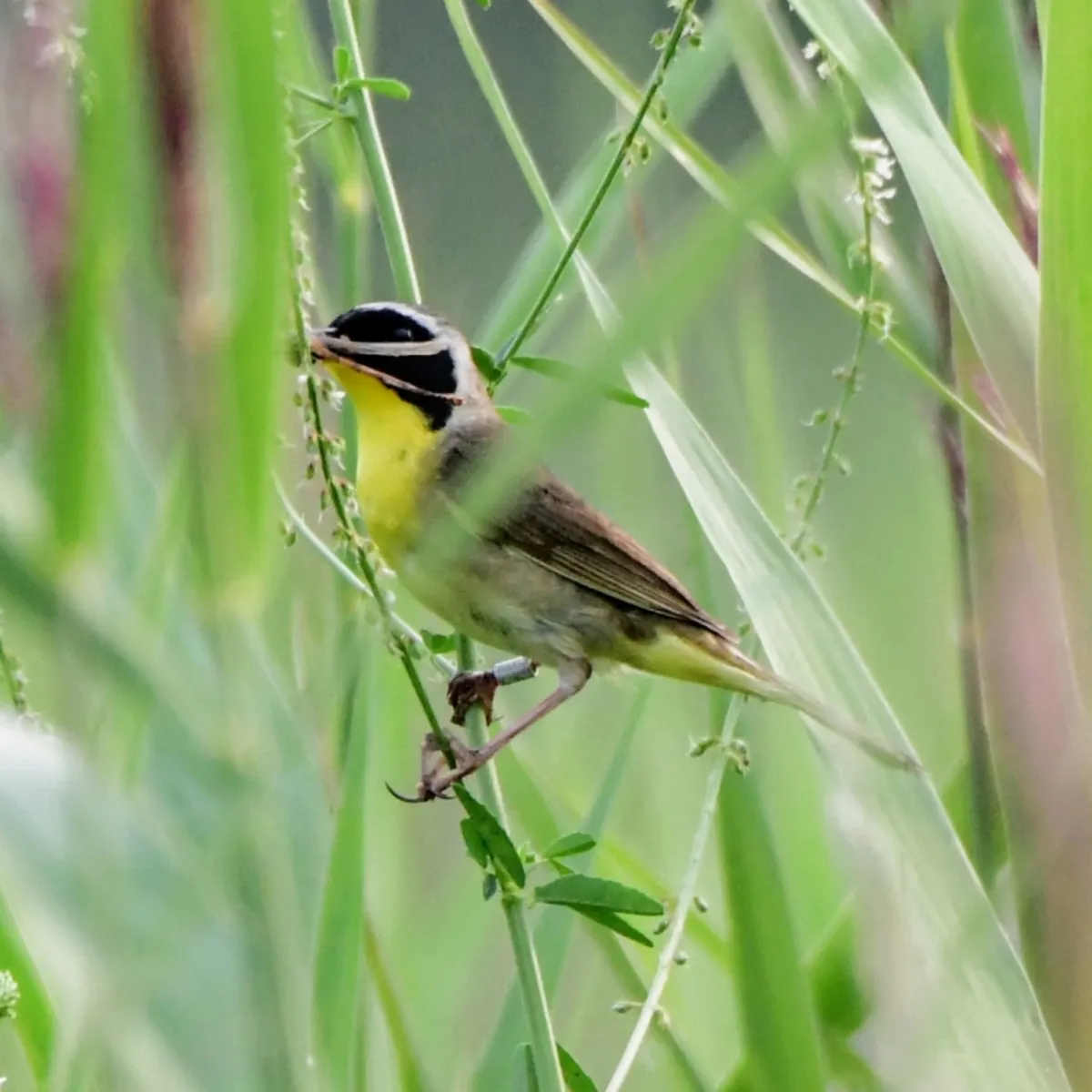 Spotted Common Yellowthroat