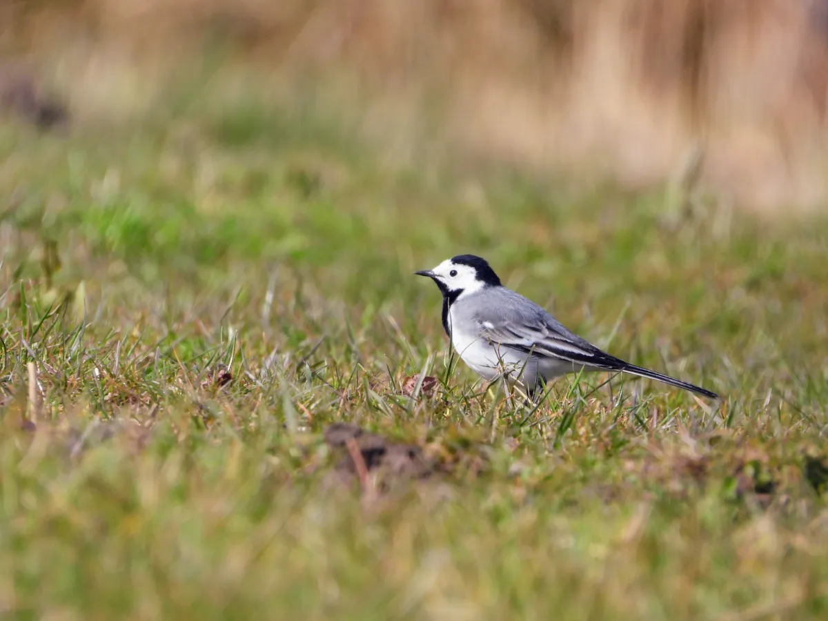 Spotted White Wagtail