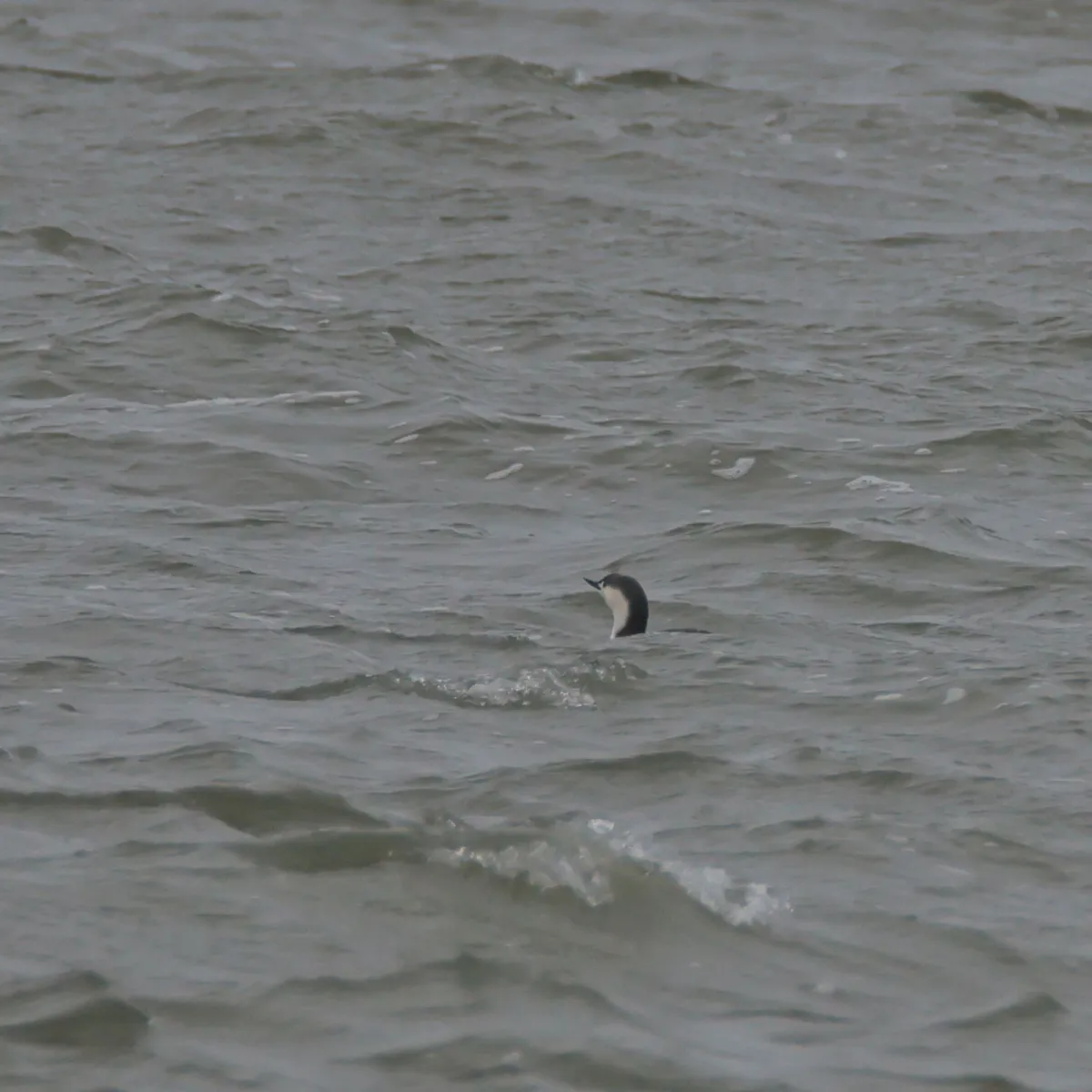 Spotted Red-throated Loon