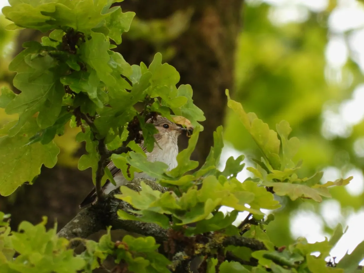 Spotted Spotted Flycatcher