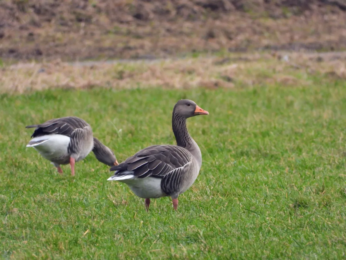 Spotted Graylag Goose