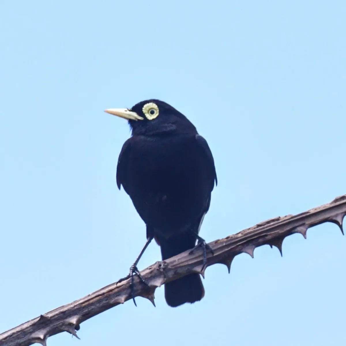 Spotted Spectacled Tyrant