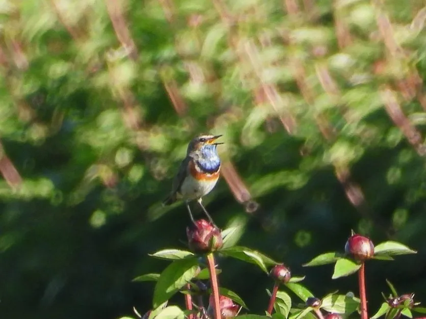 Waargenomen Blauwborst