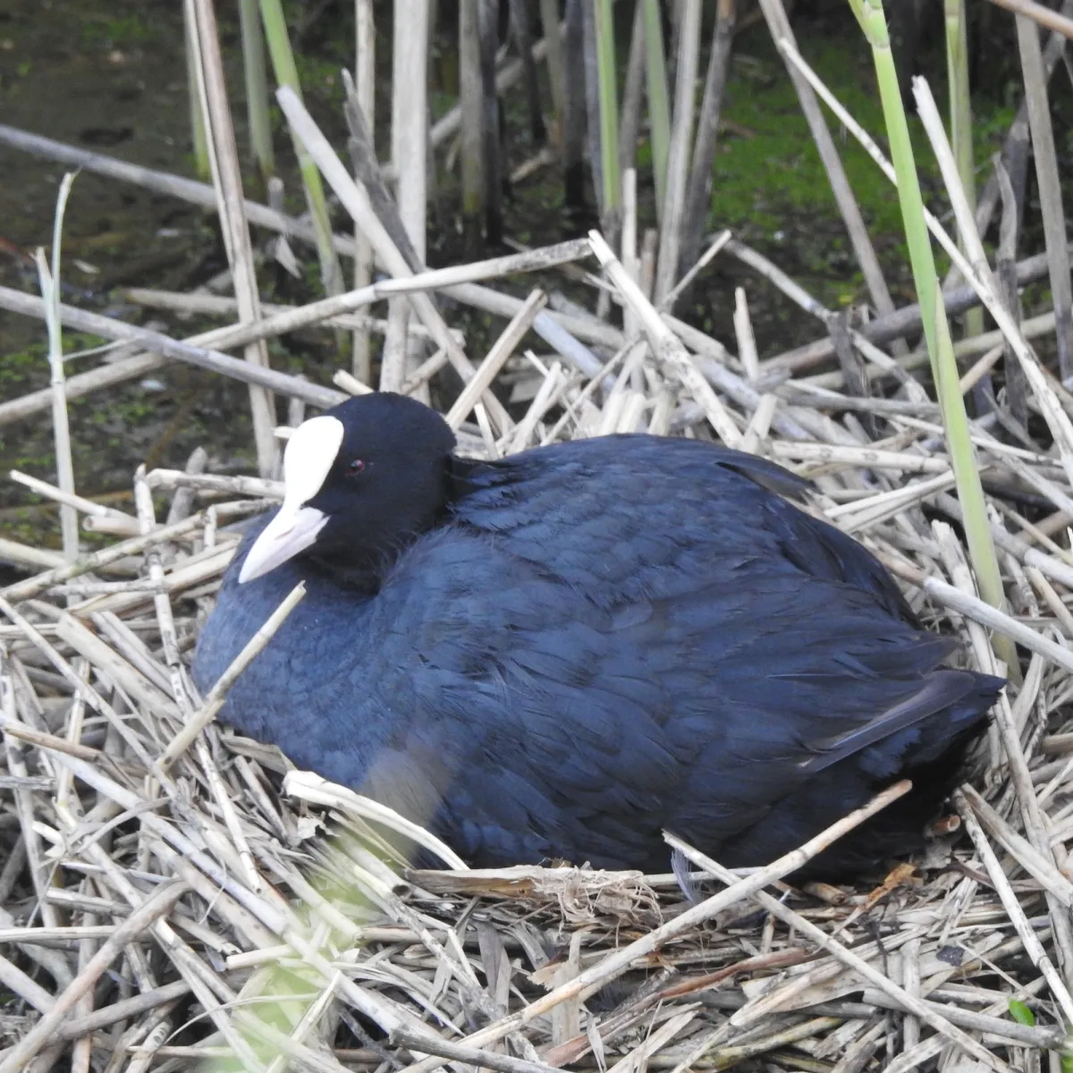 Spotted Eurasian Coot