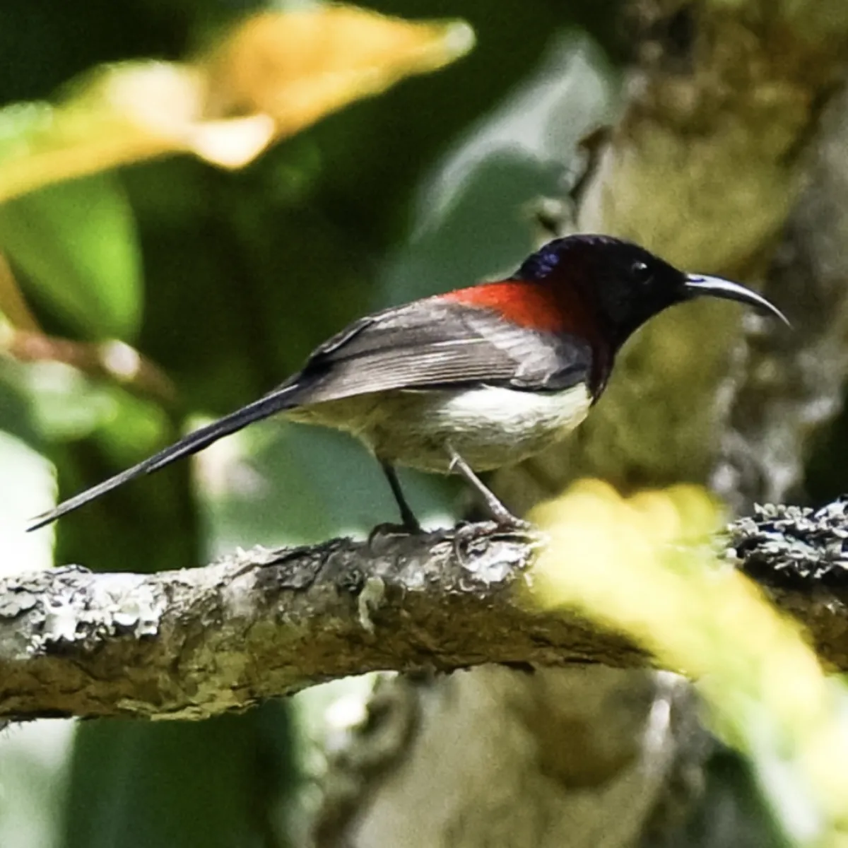 Gespotte Zwartkeelhoningzuiger