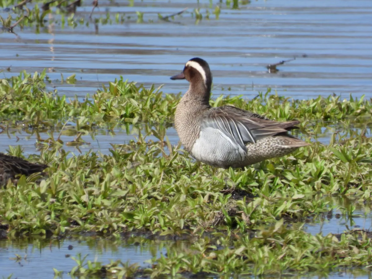 Gespotte Zomertaling