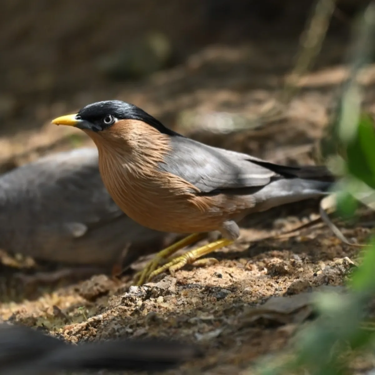 Spotted Brahminy Starling