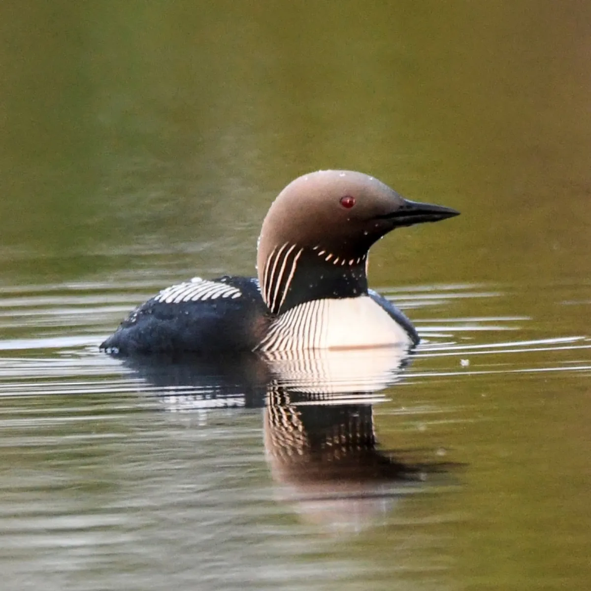 Spotted Pacific Loon
