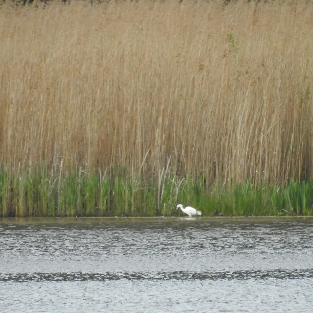 Gespotte Kleine zilverreiger