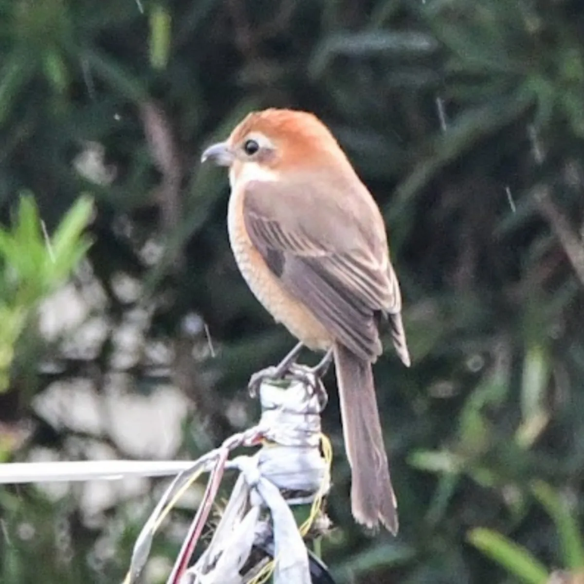 Spotted Bull-headed Shrike