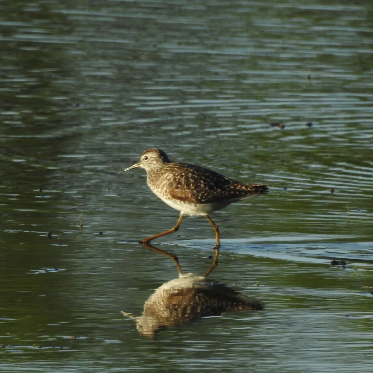Spotted Wood Sandpiper