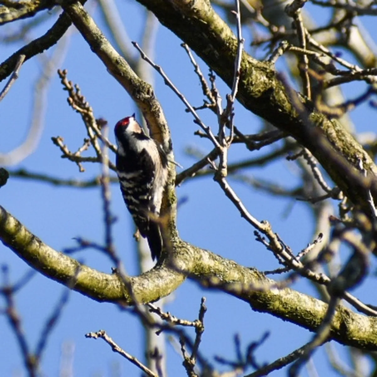Gespotte Kleine bonte specht