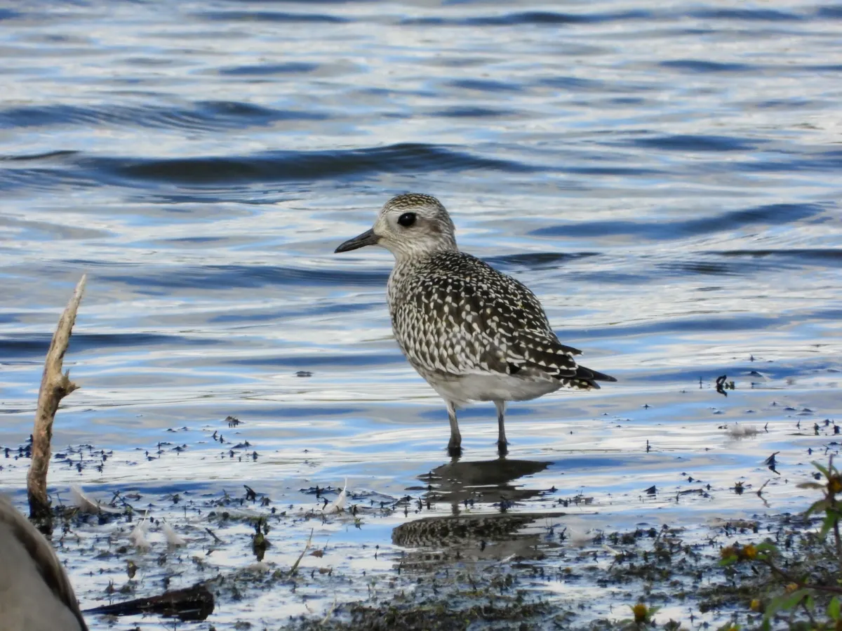 Spotted Black-bellied Plover
