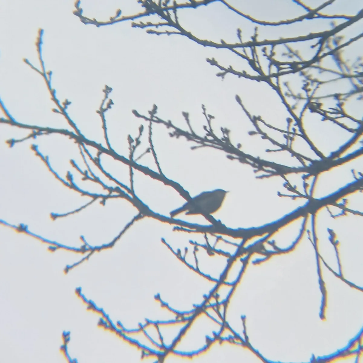 Spotted Common Chiffchaff