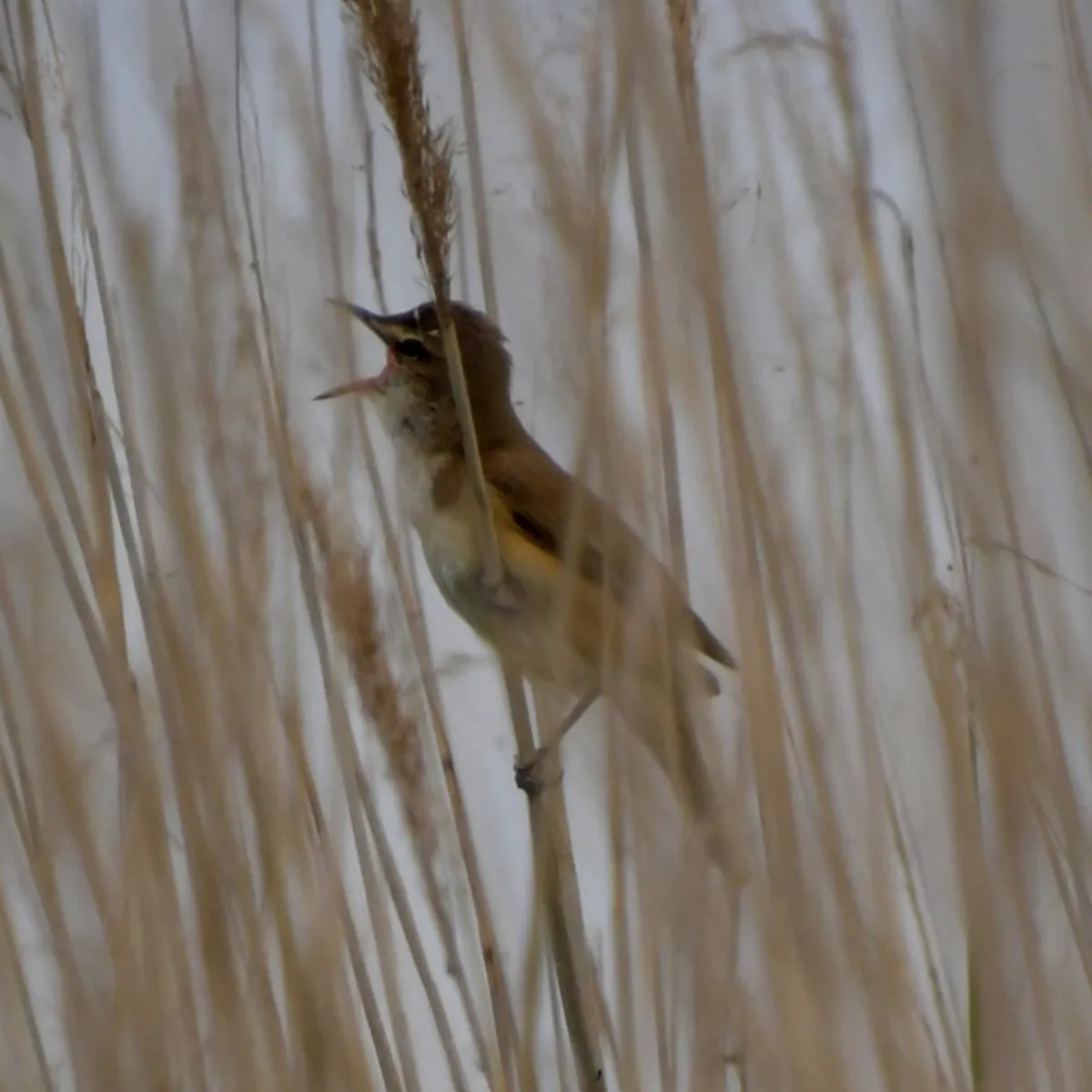 Spotted Great Reed Warbler
