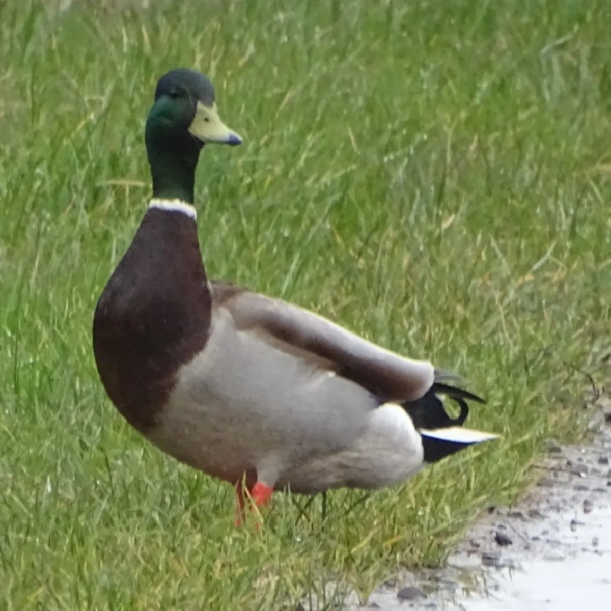 Spotted Mallard