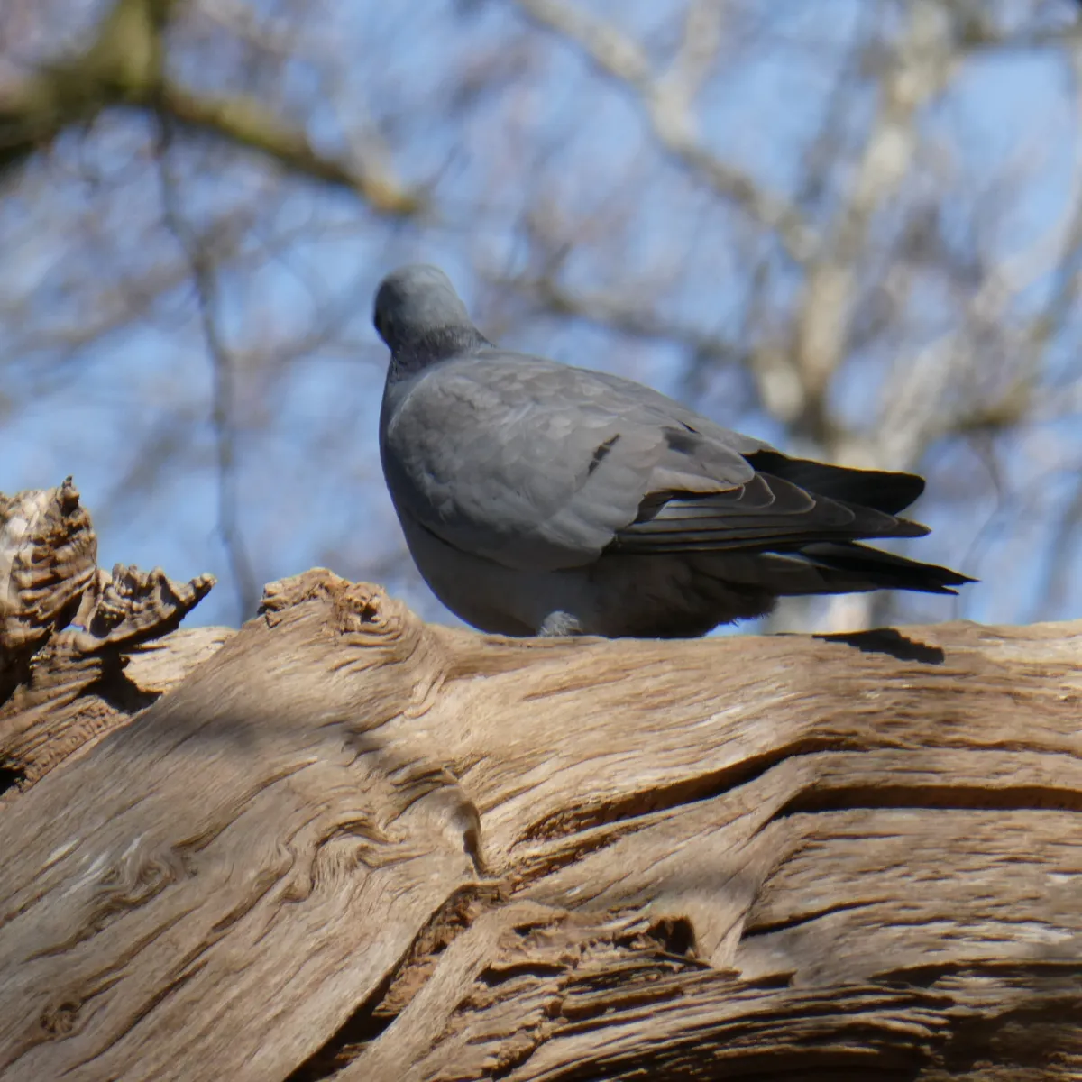 Spotted Stock Dove