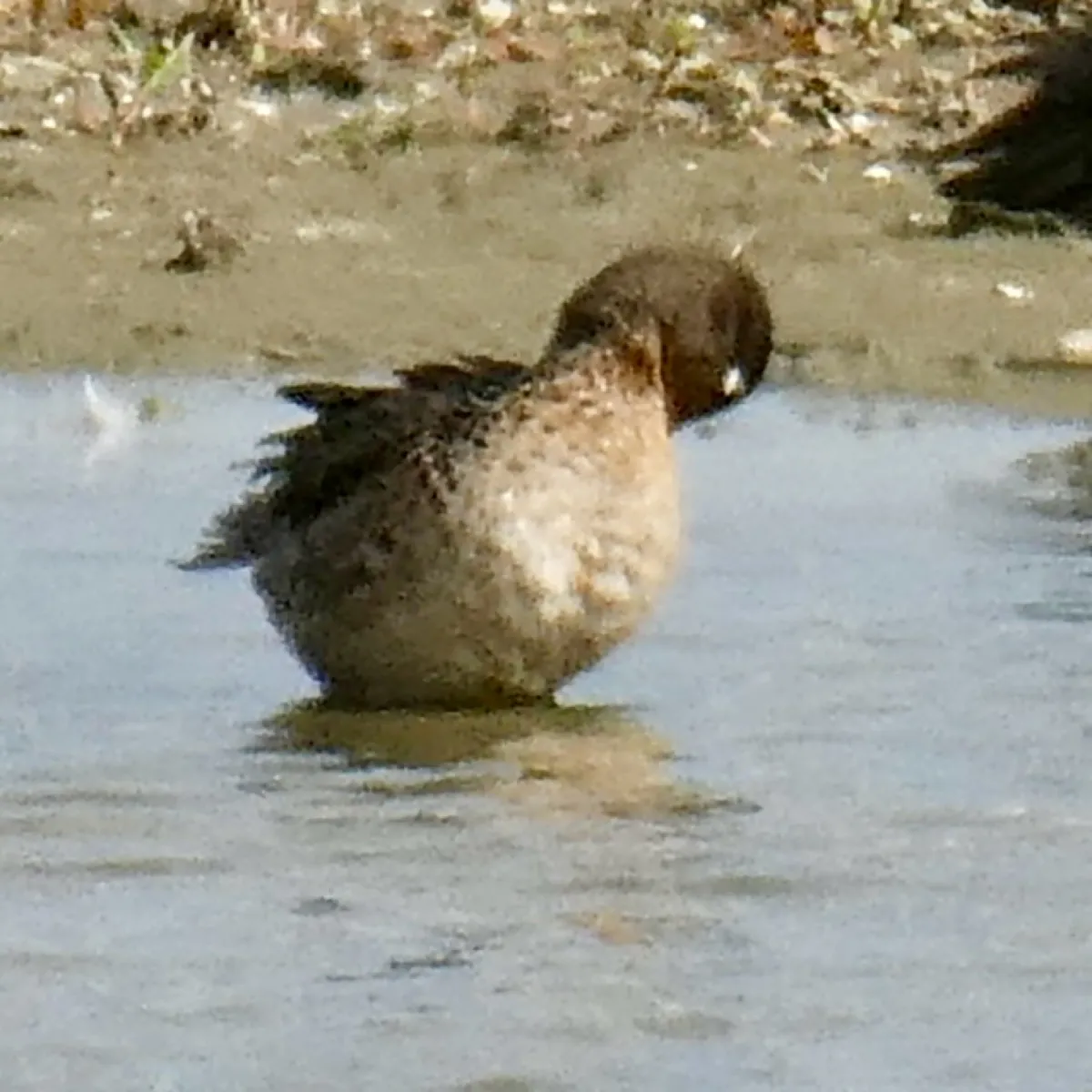 Spotted Green-winged Teal