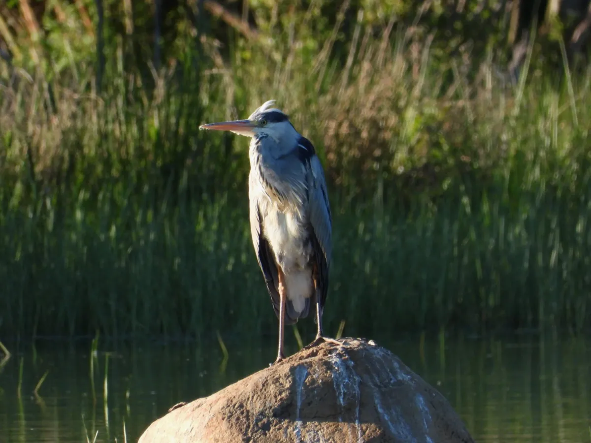 Waargenomen Blauwe reiger