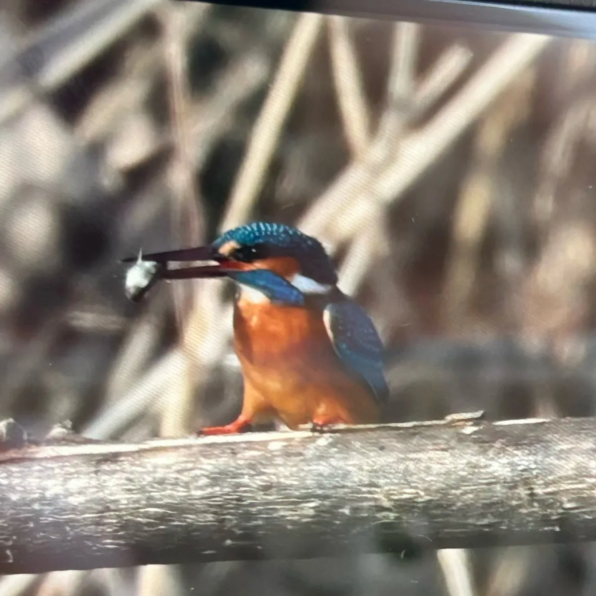 Spotted Common Kingfisher