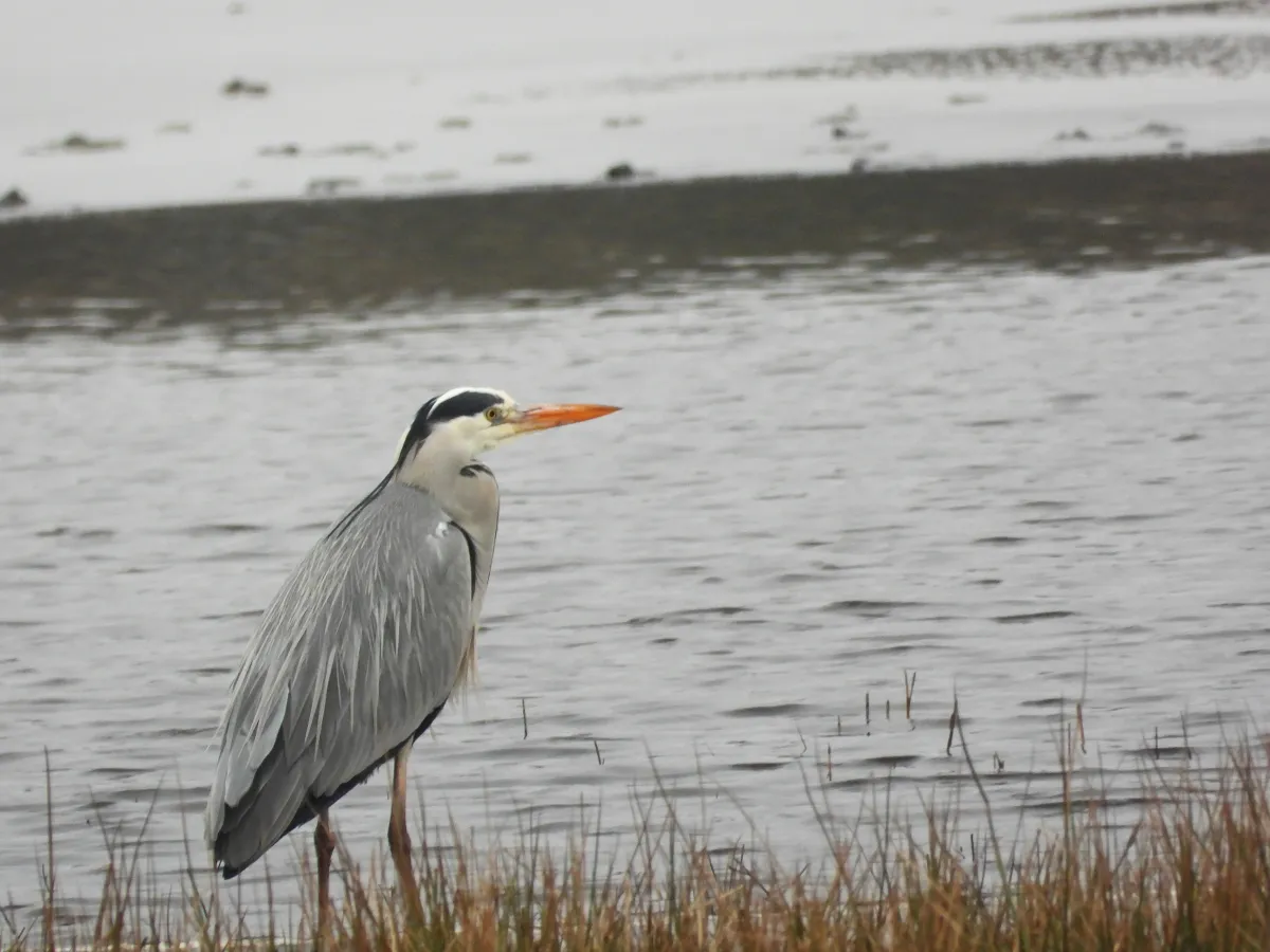 Spotted Gray Heron