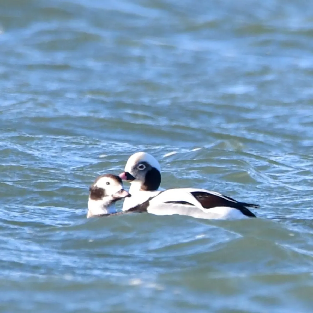 Spotted Long-tailed Duck
