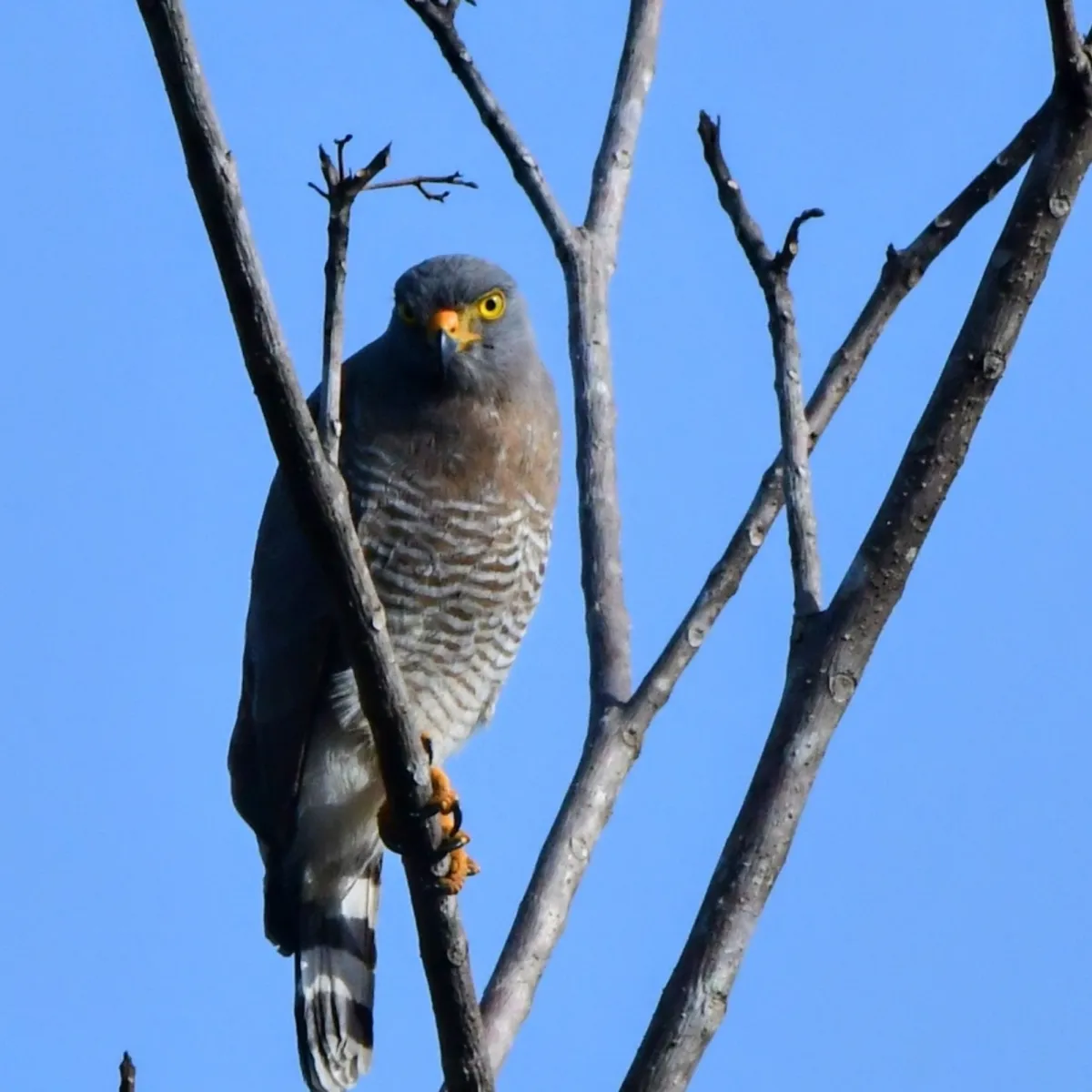 Spotted Roadside Hawk
