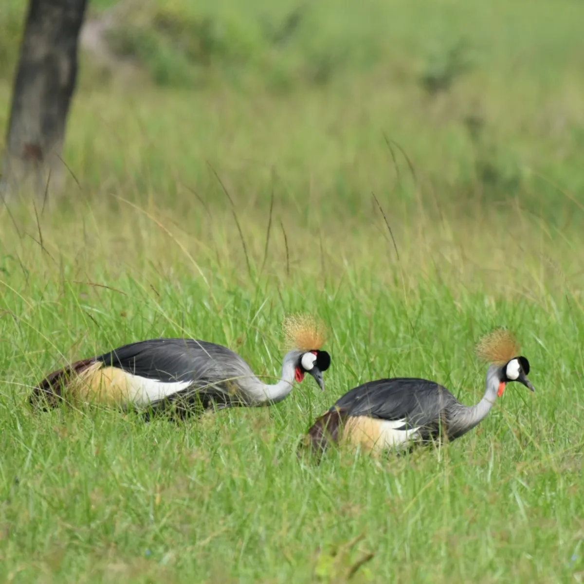 Gespotte Grijze kroonkraanvogel