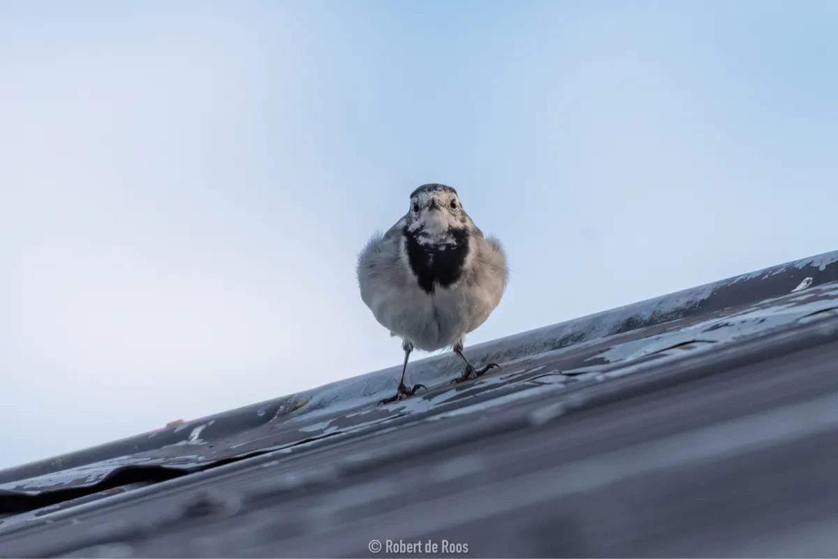 Waargenomen Witte kwikstaart
