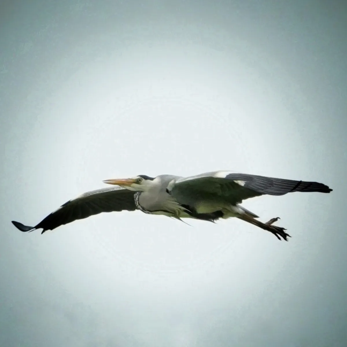 Gespotte Blauwe reiger