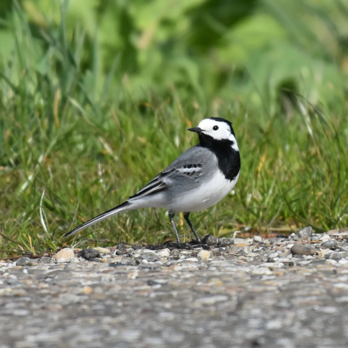 Gespotte Witte kwikstaart