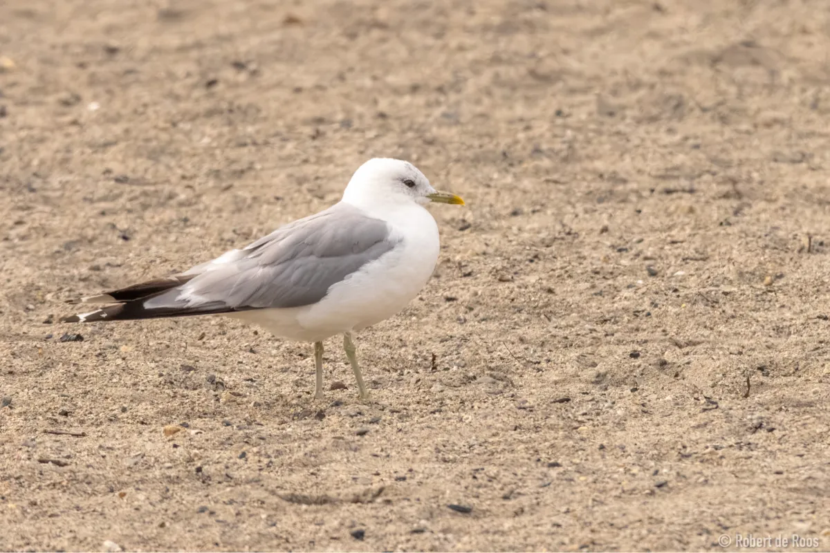 Spotted Common Gull