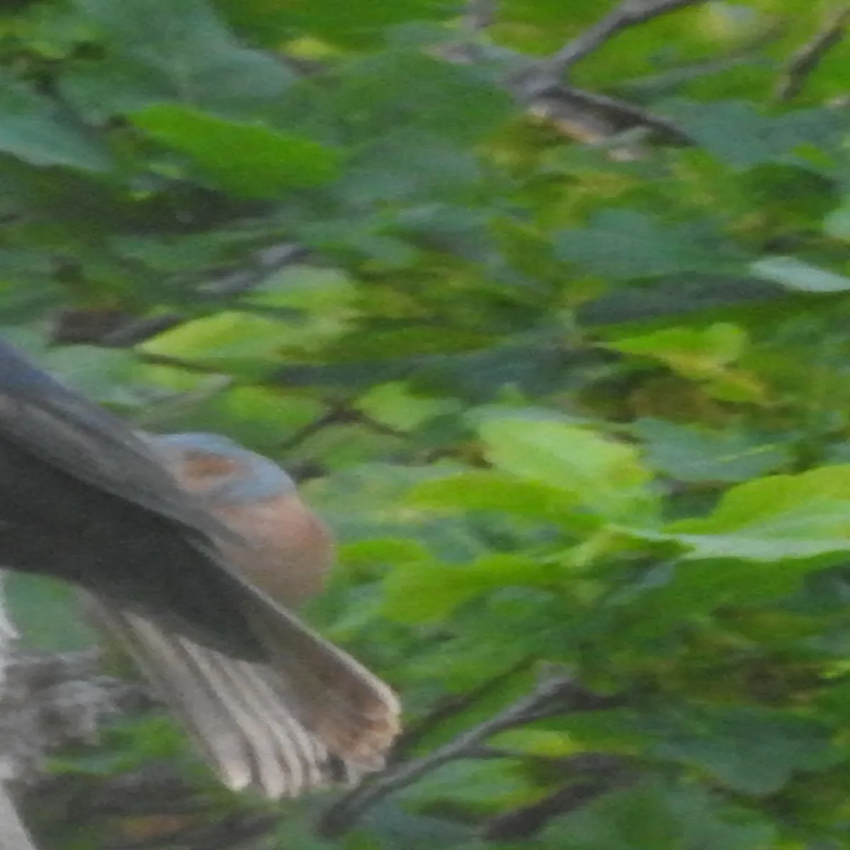 Spotted Common Chaffinch
