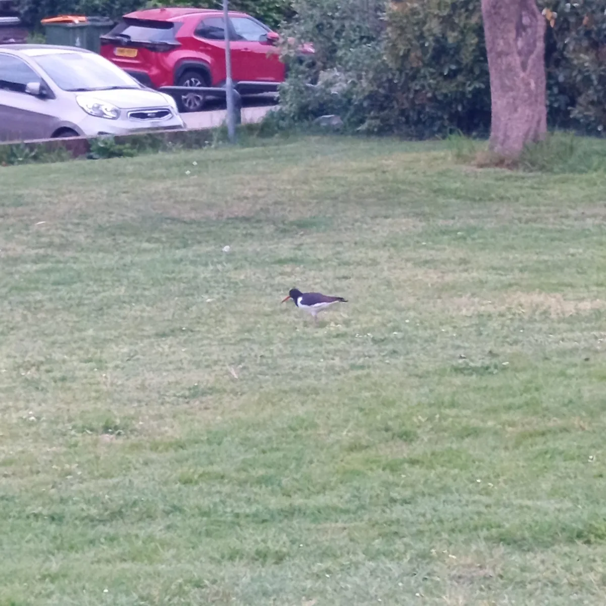 Spotted Eurasian Oystercatcher