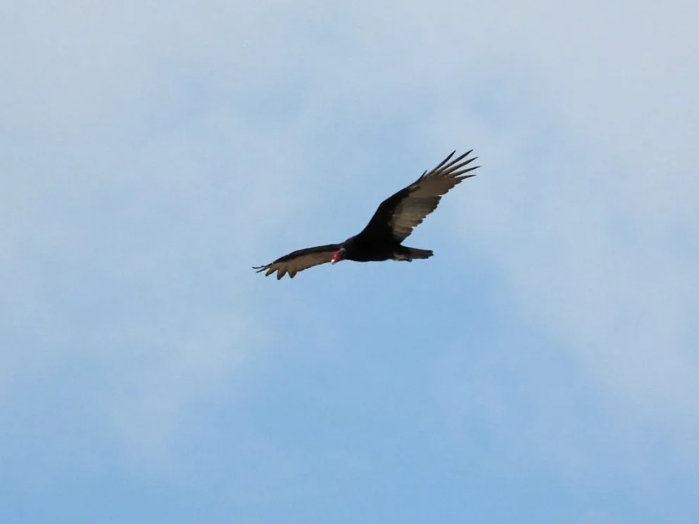 Spotted Turkey Vulture