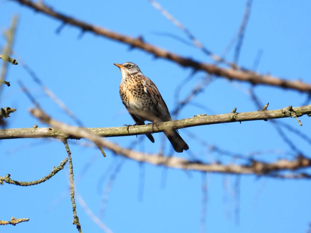 Spotted Fieldfare