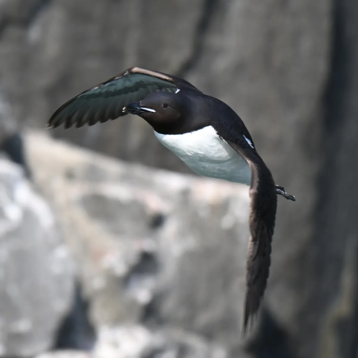 Spotted Thick-billed Murre